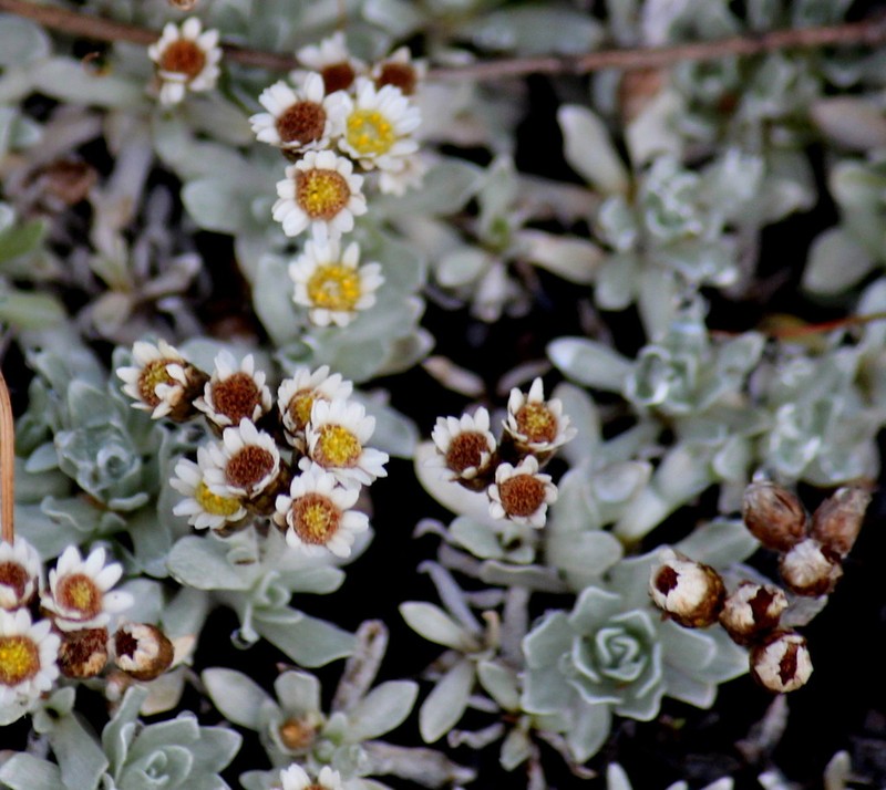 Gnaphalium limicola photo 7