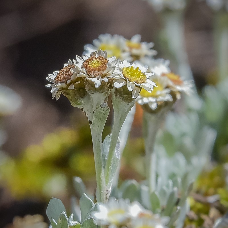Gnaphalium limicola photo 8