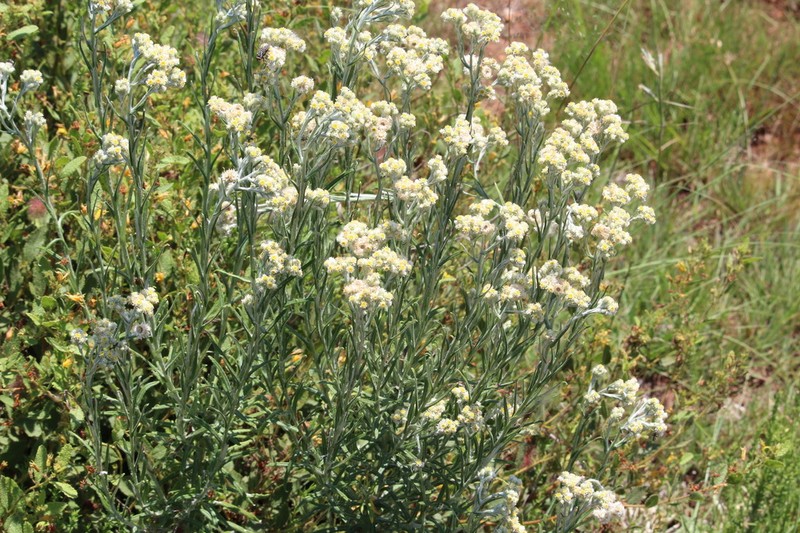 Gnaphalium nelsonii
