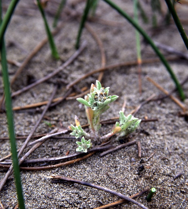 Western Marsh Cudweed