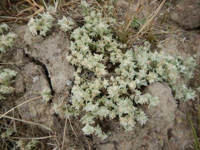 Western Marsh Cudweed