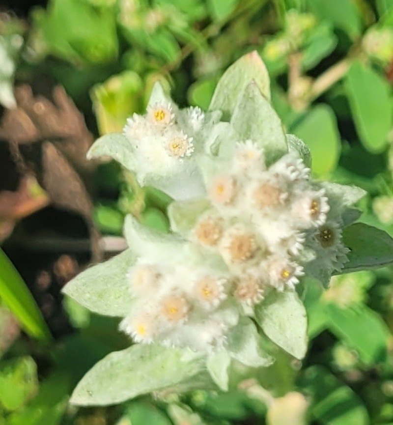 Western Marsh Cudweed photo 2