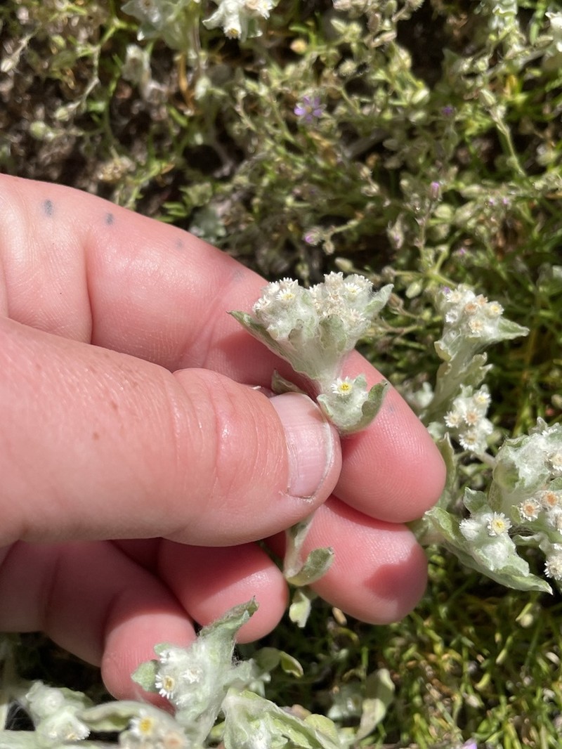 Western Marsh Cudweed photo 3