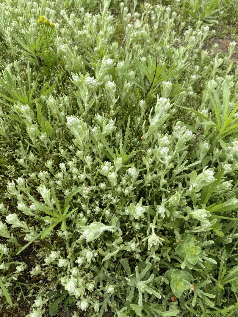 Western Marsh Cudweed photo 4