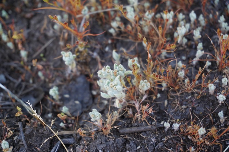 Western Marsh Cudweed photo 5