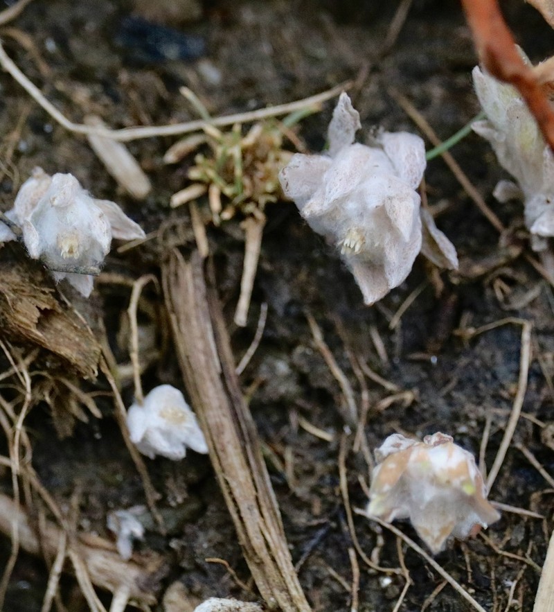 Western Marsh Cudweed photo 6