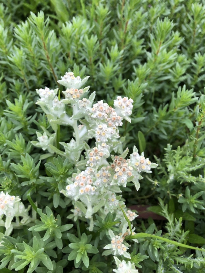 Western Marsh Cudweed photo 7