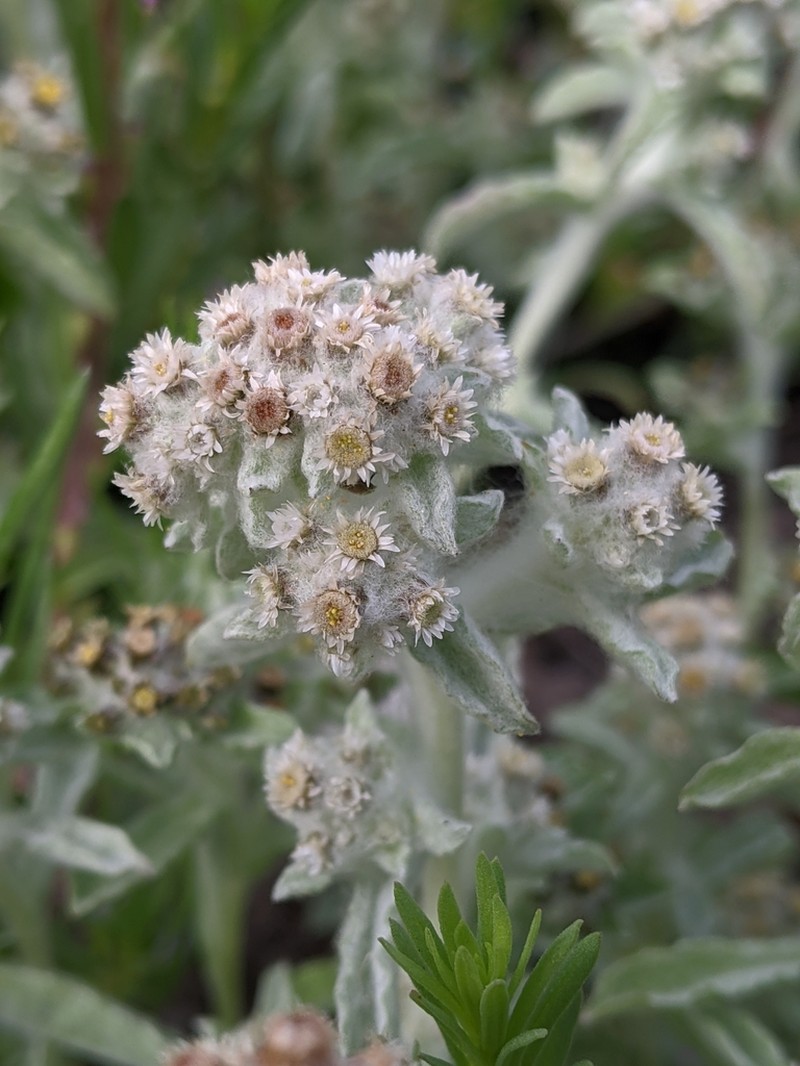 Western Marsh Cudweed photo 8