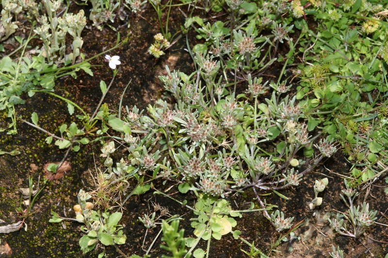 Gnaphalium pauciflorum