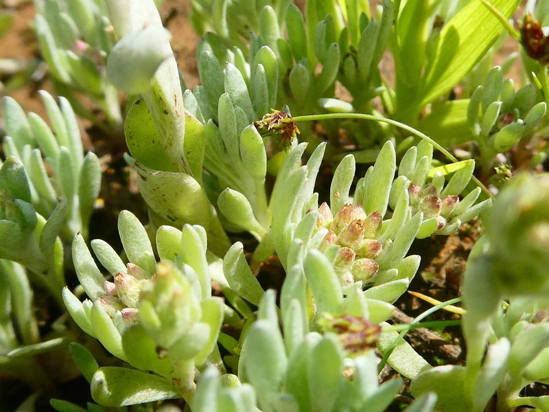Gnaphalium pauciflorum photo 2