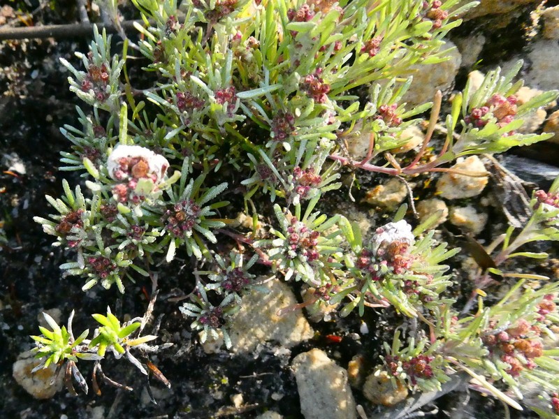 Gnaphalium pauciflorum photo 3