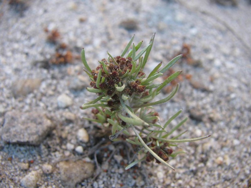 Gnaphalium pauciflorum photo 4