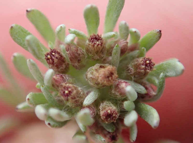 Gnaphalium pauciflorum photo 5