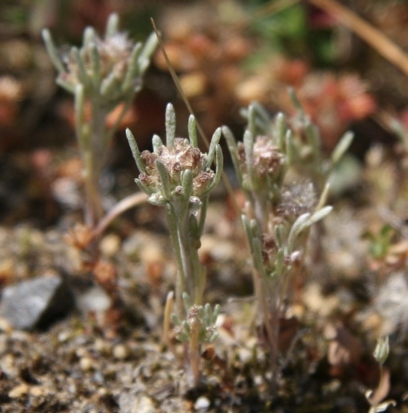 Gnaphalium pauciflorum photo 6