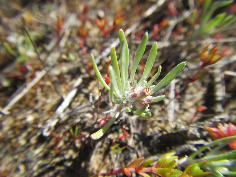 Gnaphalium pauciflorum photo 7