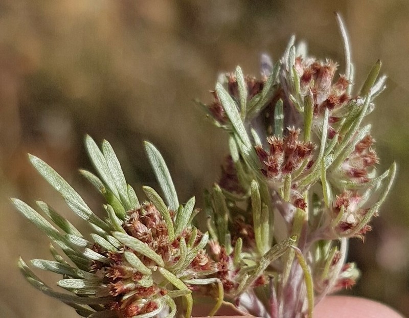 Gnaphalium pauciflorum photo 8