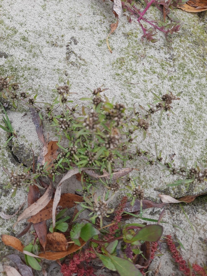 Gnaphalium pilulare
