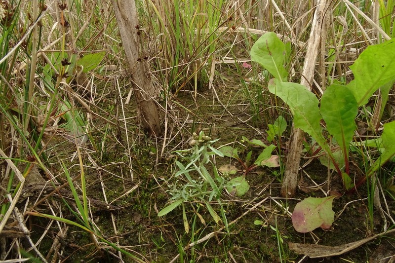 Gnaphalium pilulare photo 2