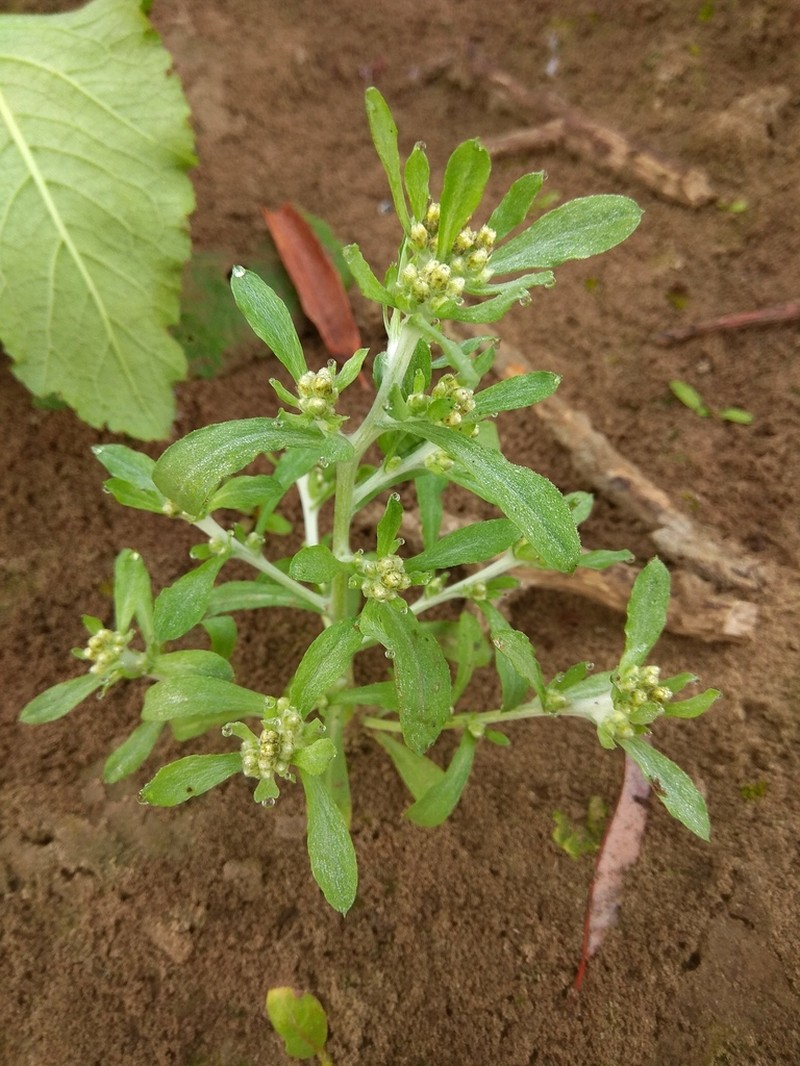 Gnaphalium pilulare photo 3