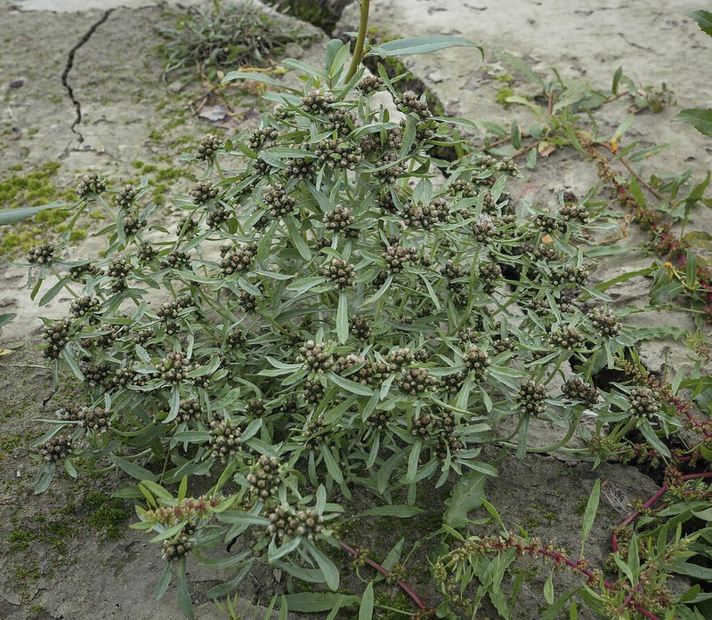 Gnaphalium pilulare photo 4