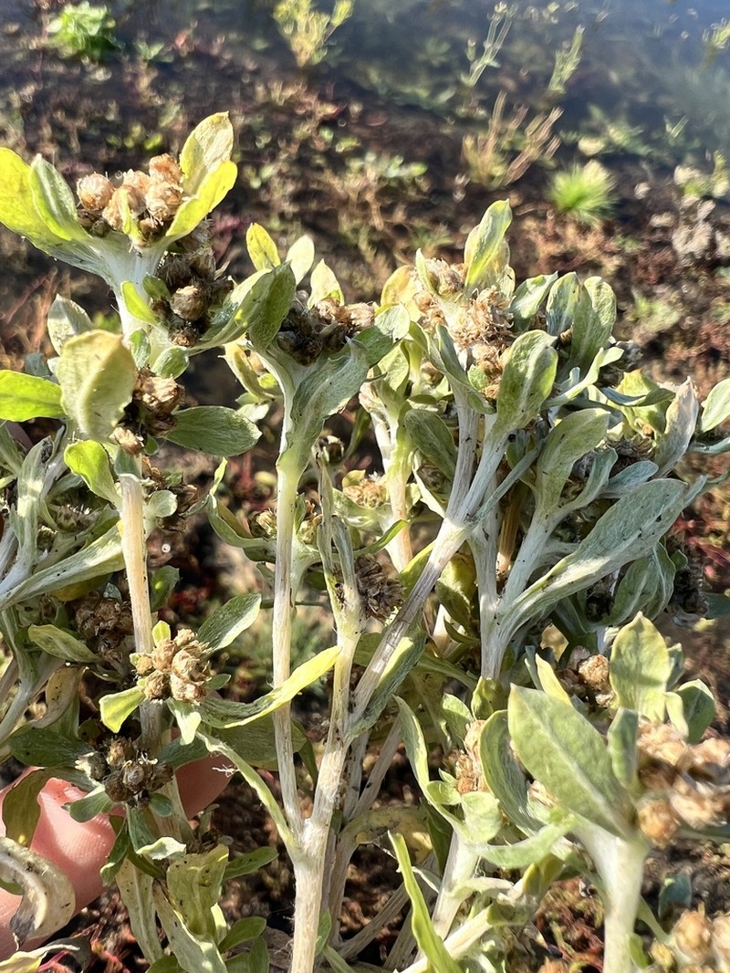 Gnaphalium pilulare photo 5
