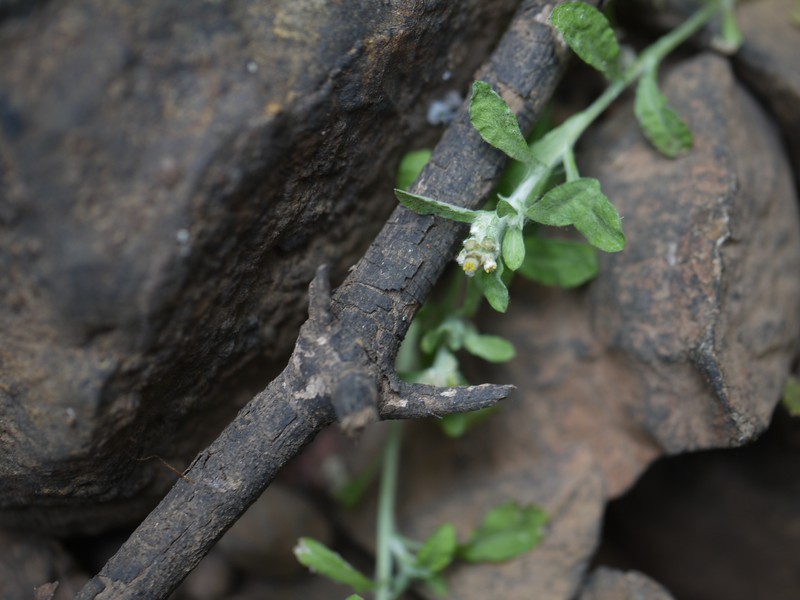 Many Stem Cudweed