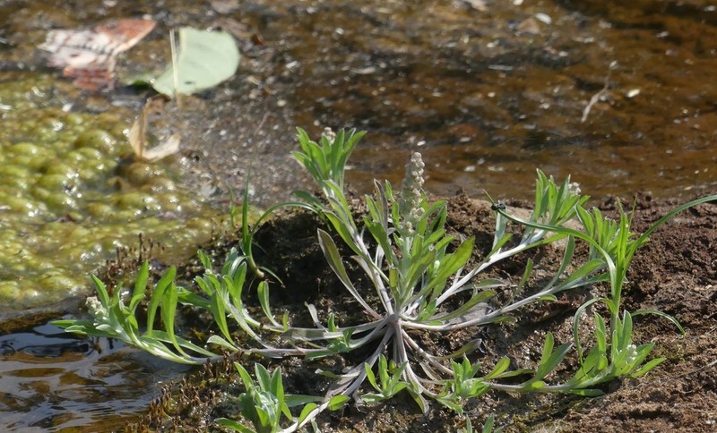 Many Stem Cudweed