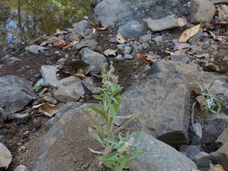 Many Stem Cudweed photo 2