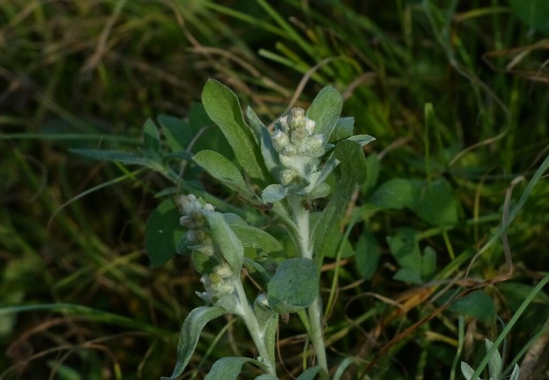 Many Stem Cudweed photo 3