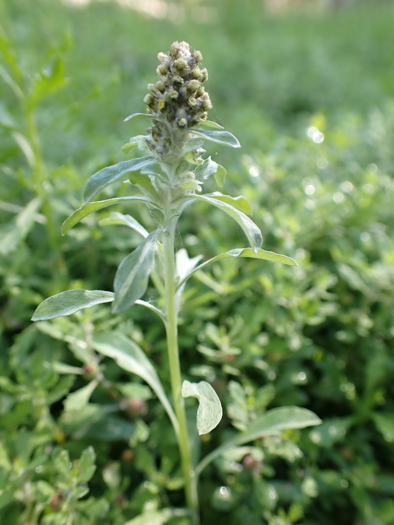 Many Stem Cudweed photo 4