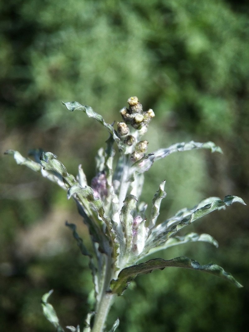 Many Stem Cudweed photo 5