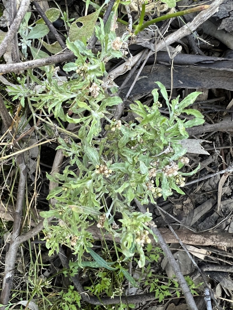 Many Stem Cudweed photo 6