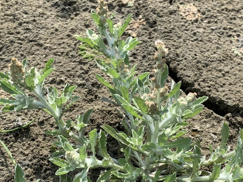 Many Stem Cudweed photo 7