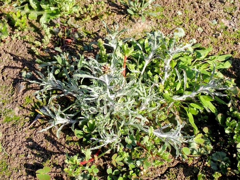 Many Stem Cudweed photo 8