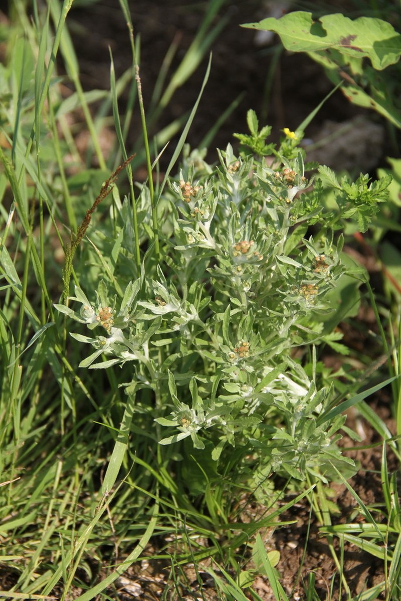 Gnaphalium rossicum