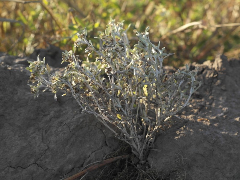 Gnaphalium rossicum photo 2