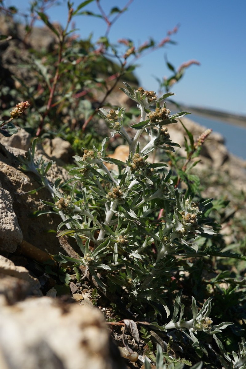 Gnaphalium rossicum photo 3