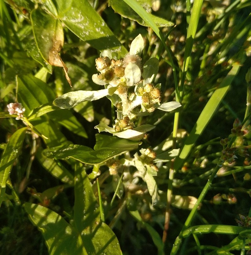 Gnaphalium rossicum photo 4