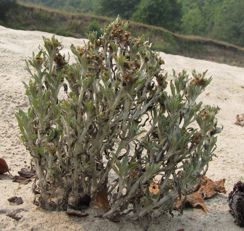 Gnaphalium rossicum photo 5