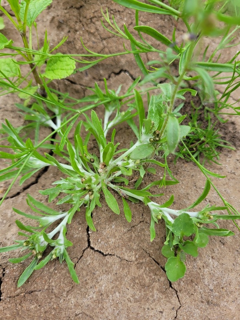 Gnaphalium rossicum photo 6