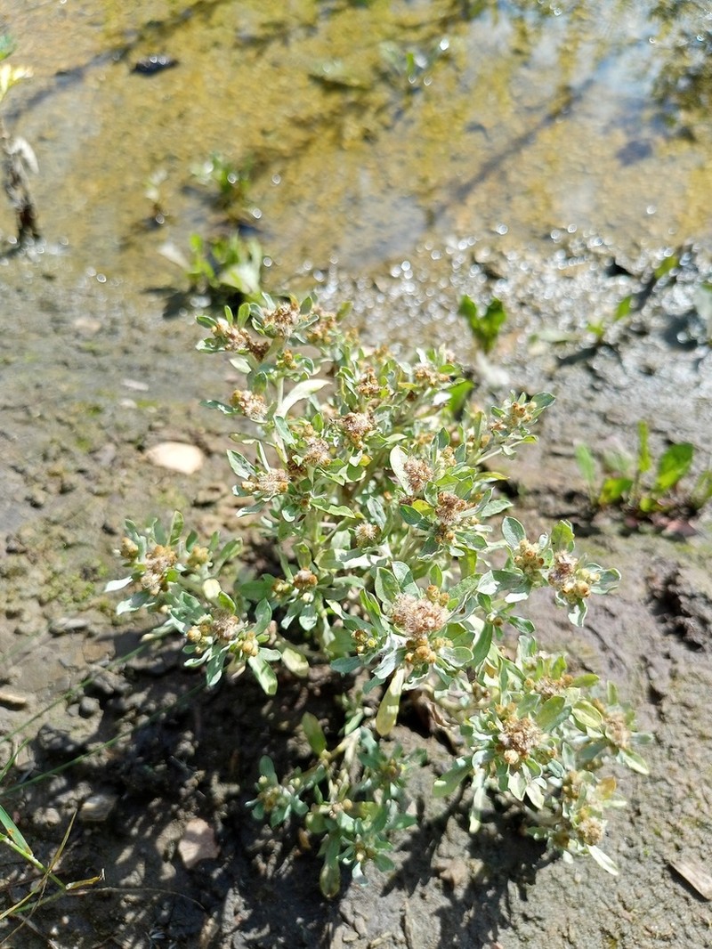 Gnaphalium rossicum photo 7