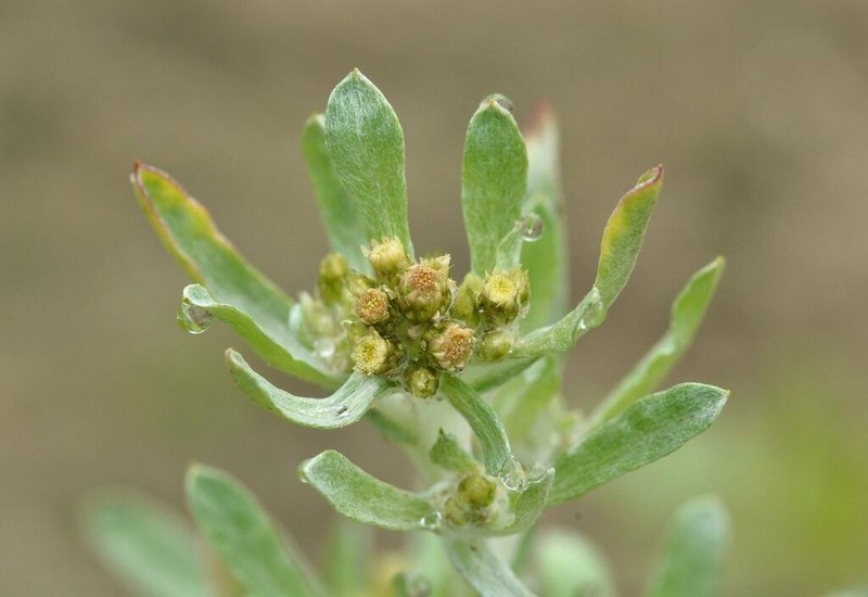 Gnaphalium rossicum photo 8