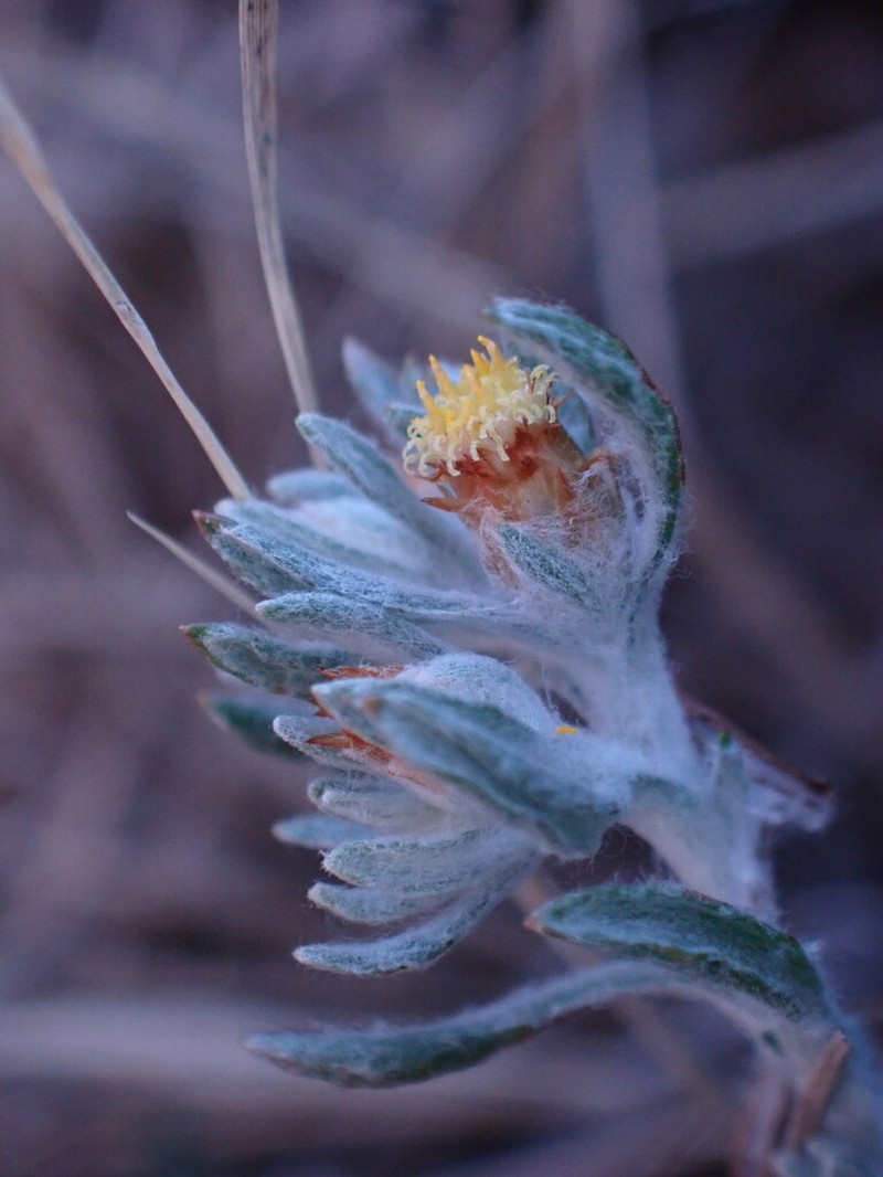 Gnaphalium simii