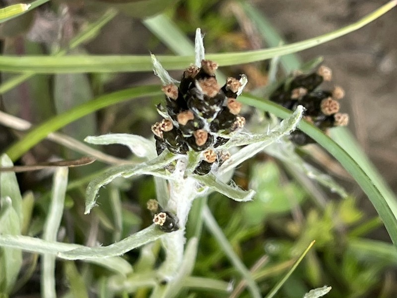 Gnaphalium stewartii photo 2