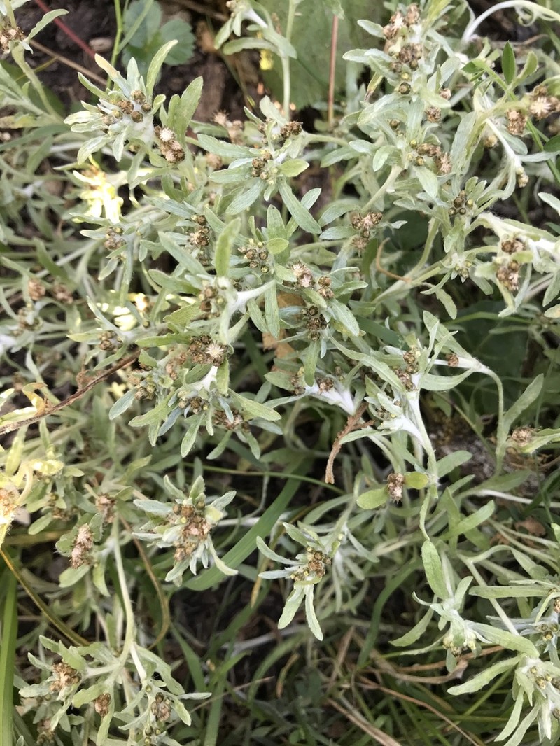 Marsh Cudweed