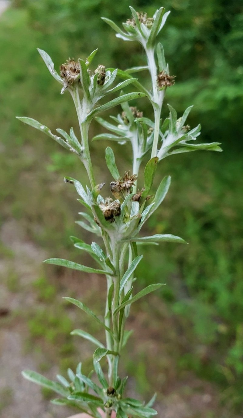 Marsh Cudweed photo 2