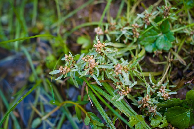 Marsh Cudweed photo 3