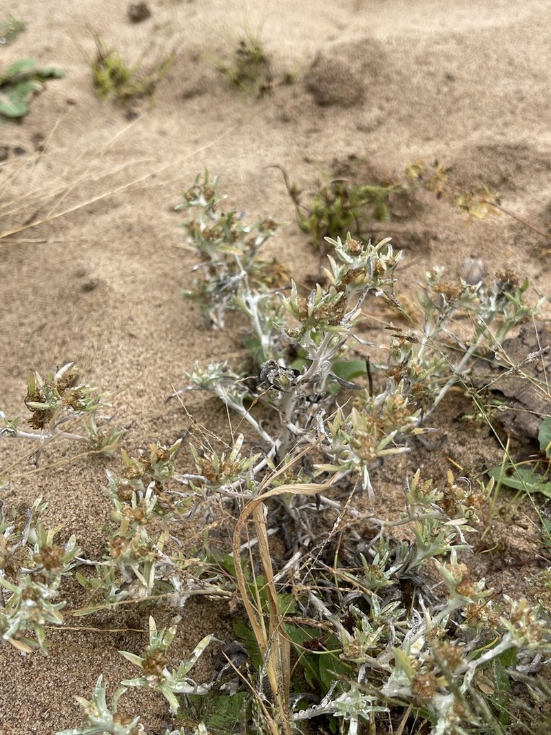 Marsh Cudweed photo 4