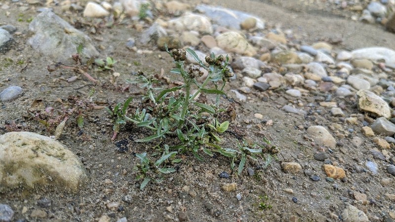 Marsh Cudweed photo 5