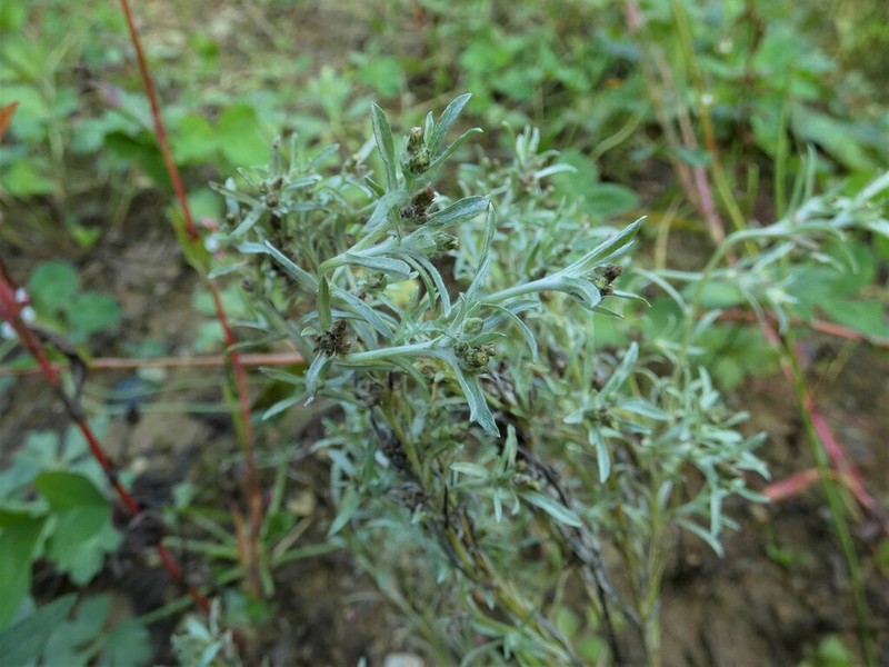 Marsh Cudweed photo 6